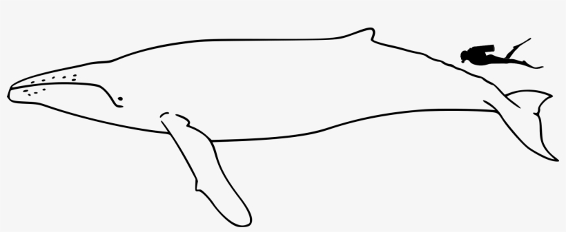 Open - Humpback Whale Size Vs Human, transparent png download