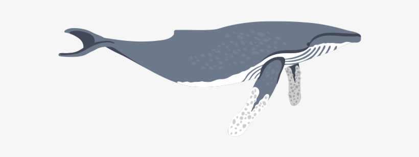 Humpback Whale, transparent png download