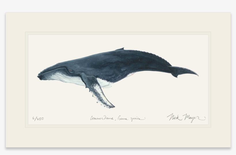 Humpback Whale - Humpback Whale Painting, transparent png download
