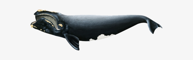 North Atlantic Right Whale, transparent png download
