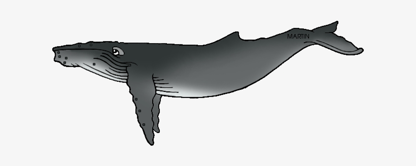 Humpback Whale Tails Clipart Humpback Whale Clip Art Png Image Transparent Png Free Download On Seekpng