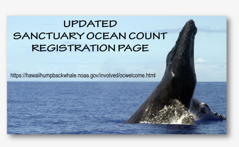 The Sanctuary Ocean Count Online Registration Is Now, transparent png download