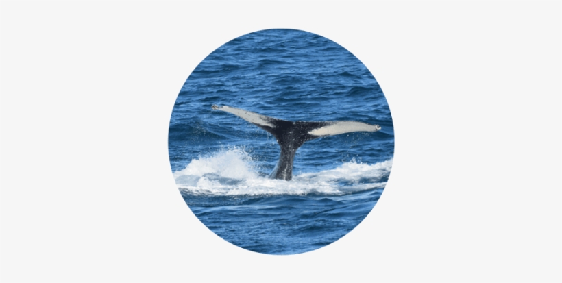 Whale Watchin In Reykjavik - Reykjavik Sailors, transparent png download