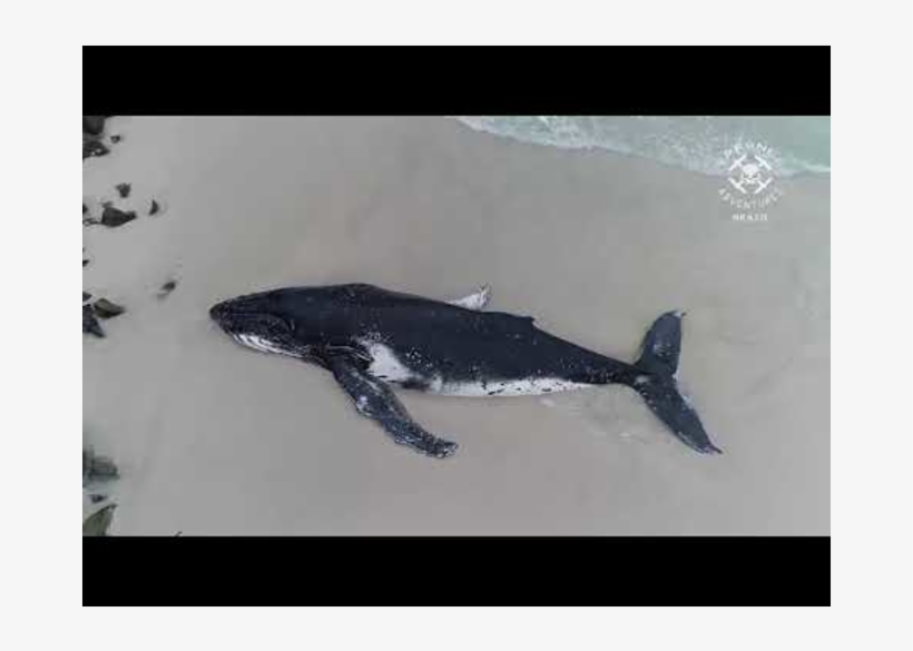 Rescue Team Works To Save Humpback Whale In Praia Grande - Humpback Whale, transparent png download