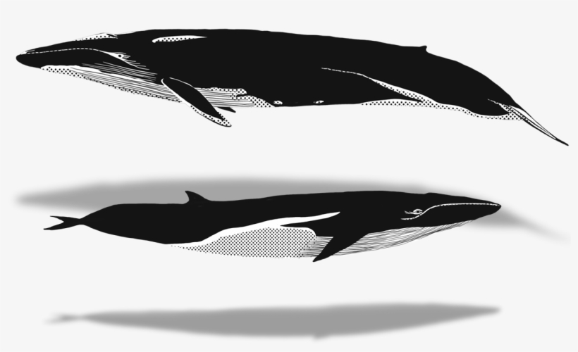 2018 - Killer Whale, transparent png download