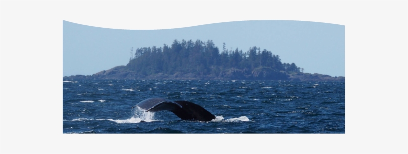 Whales04 - Humpback Whale, transparent png download