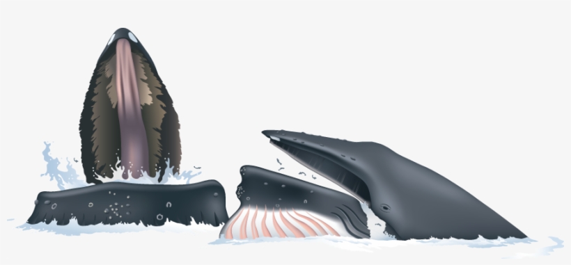 Humpbacks Chase Their Prey Up To The Surface And Emerge - Humpback Whale, transparent png download