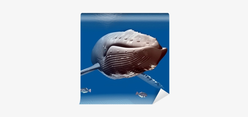 Humpback Whale, transparent png download