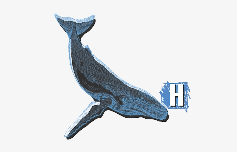 Humpback Whale, transparent png download