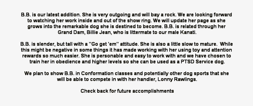 Pedigree For Braveheart's Ballista Catahoula Leopard - Number, transparent png download