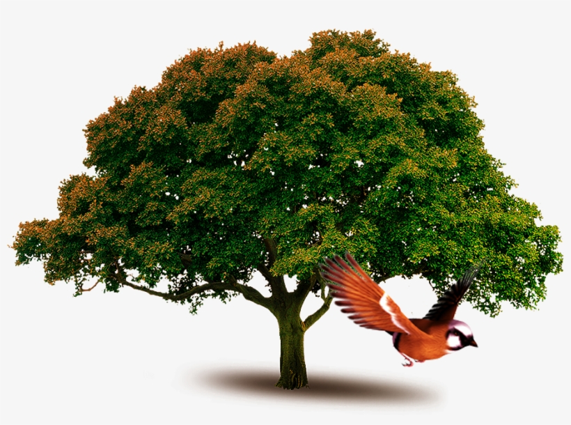 Tree Importance In Hindi, transparent png download