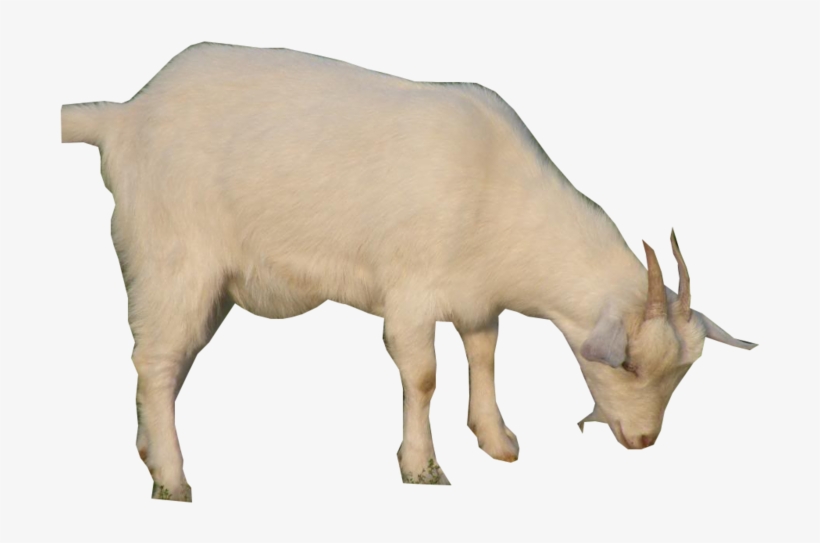 Billy Goat - Billy The Goat Transparent, transparent png download
