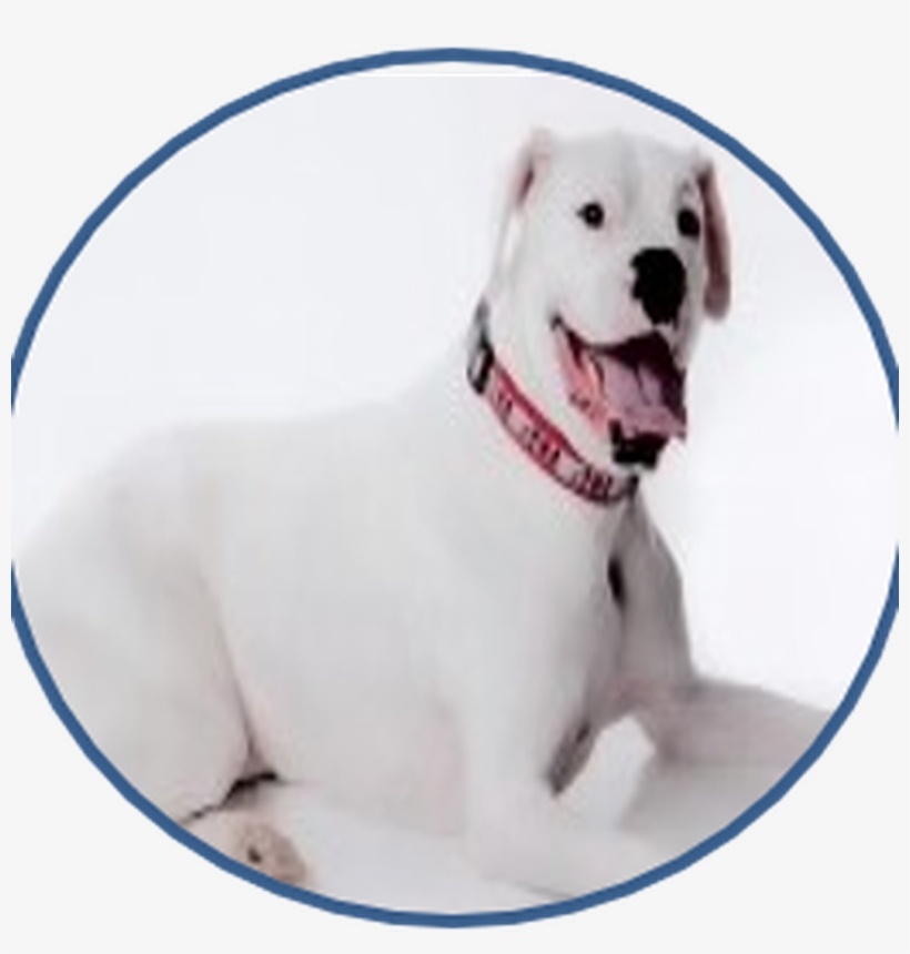 #7 Thumper - Gull Dong, transparent png download