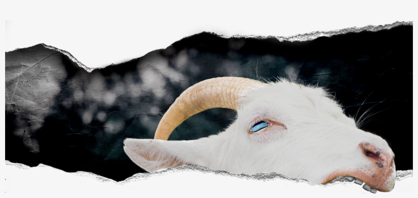 Cocaine Goat, transparent png download