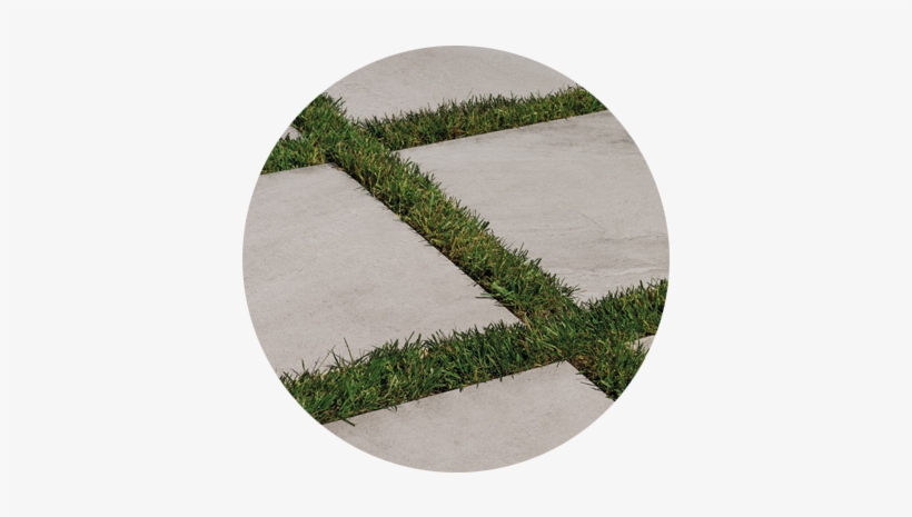 None - Grass, transparent png download