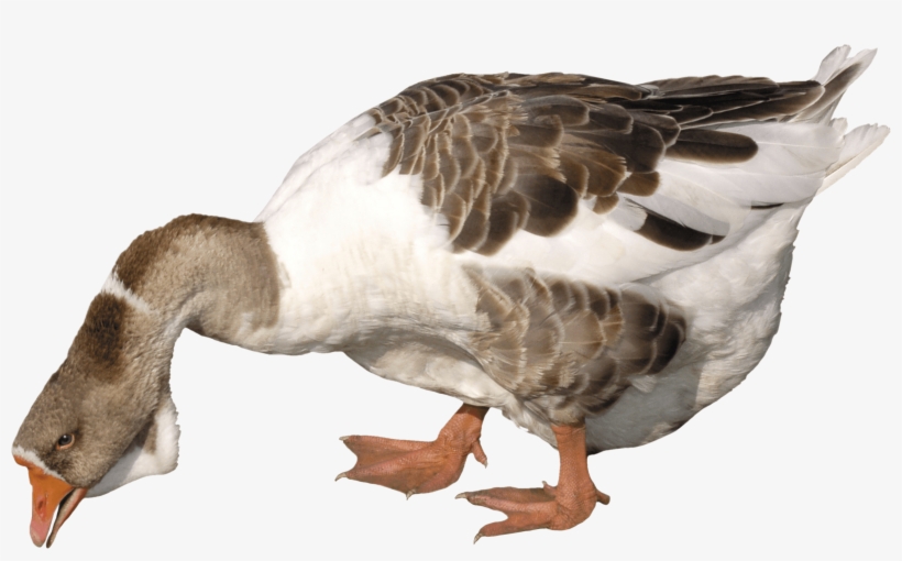 Goose Png, transparent png download