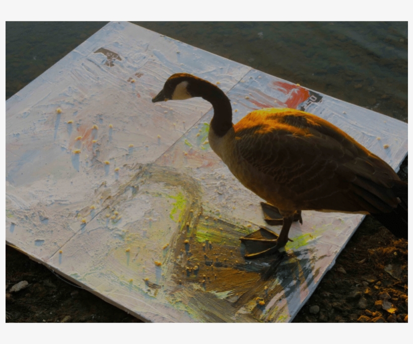 Goose - Duck, transparent png download