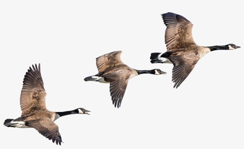 Goose, transparent png download