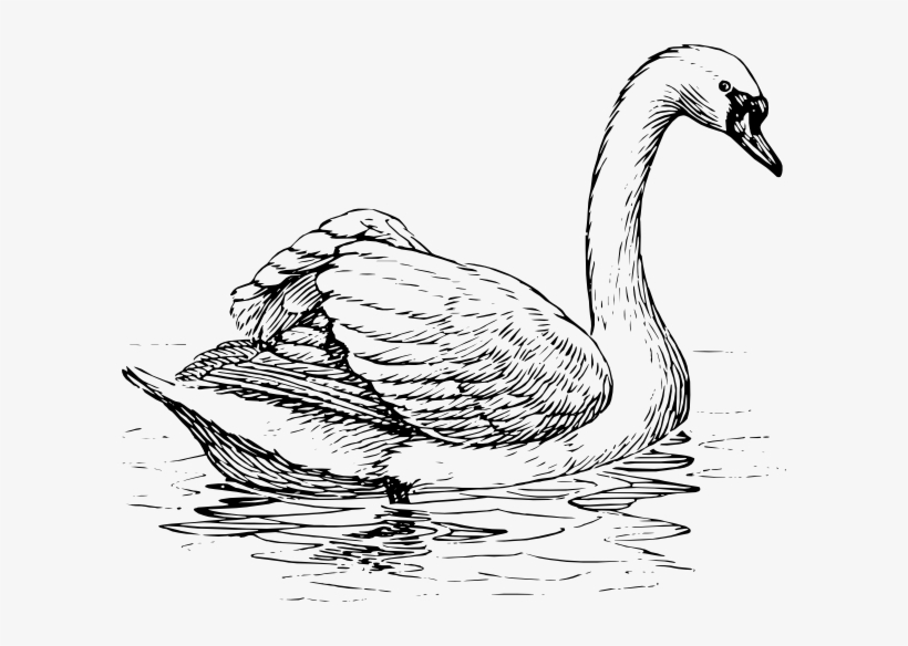 Swan Clipart Coloring Page - Swan Black And White Drawing, transparent png download
