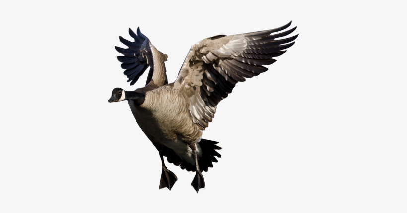 We Invite You To Spend A Few Days Goose Hunting With - Canada Goose, transparent png download