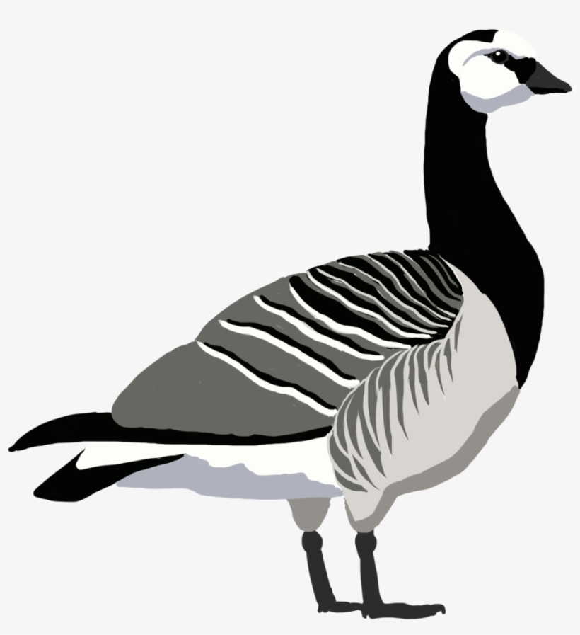 Duck, transparent png download