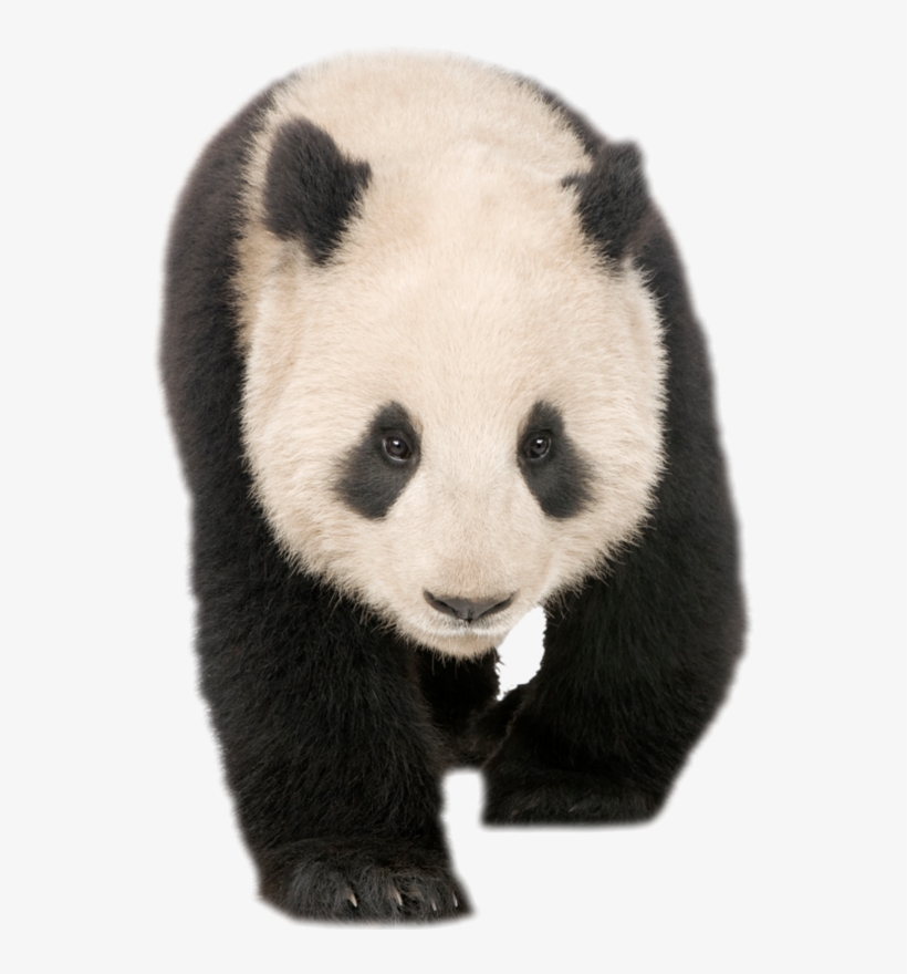 Panda Walking - Giant Panda, transparent png download