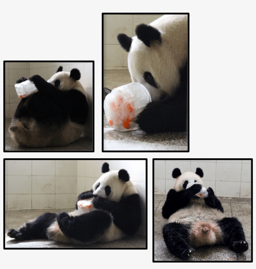 Panda Base Where We'll Will Teach You About Our Research, - Panda, transparent png download