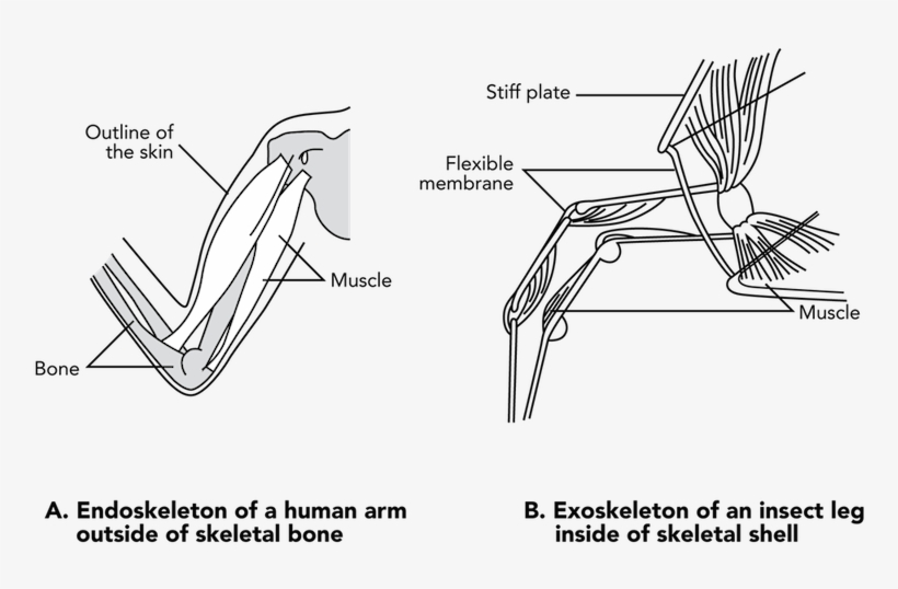 <p><strong>fig - 3 - 74 - </strong> Muscle Attachment - Car, transparent png download