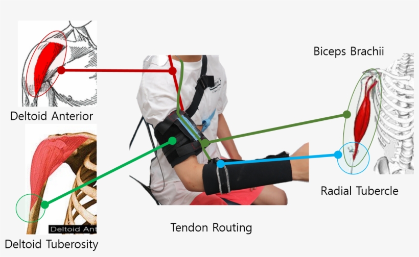 Daegeun Park, Dae Young Lee, Hyunki In, And Kyu Jin - Anterior, transparent png download