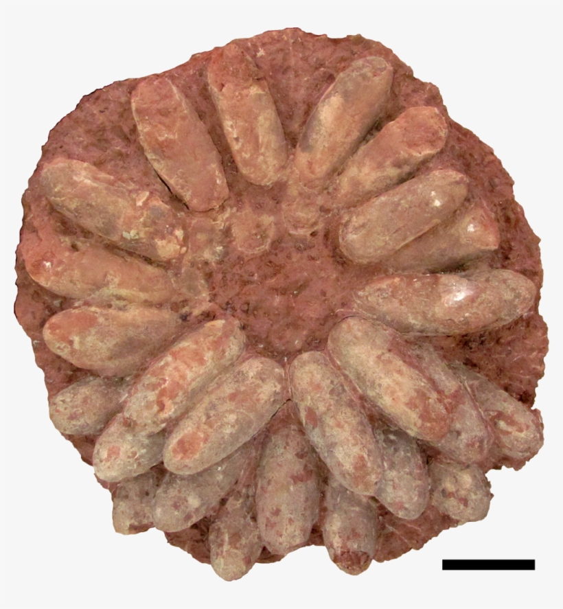 Oviraptorosaur-nest - Fossilized Dinosaur Nest, transparent png download