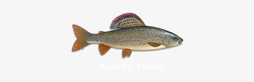 Kupa Fly Fishing Logo - Fly Fishing, transparent png download