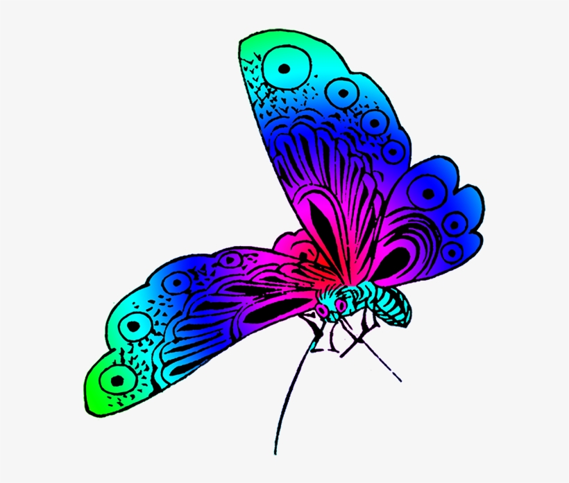 Wonderful Colored Japanese Butterfly - Beautiful Butterfly Clipart Png, transparent png download
