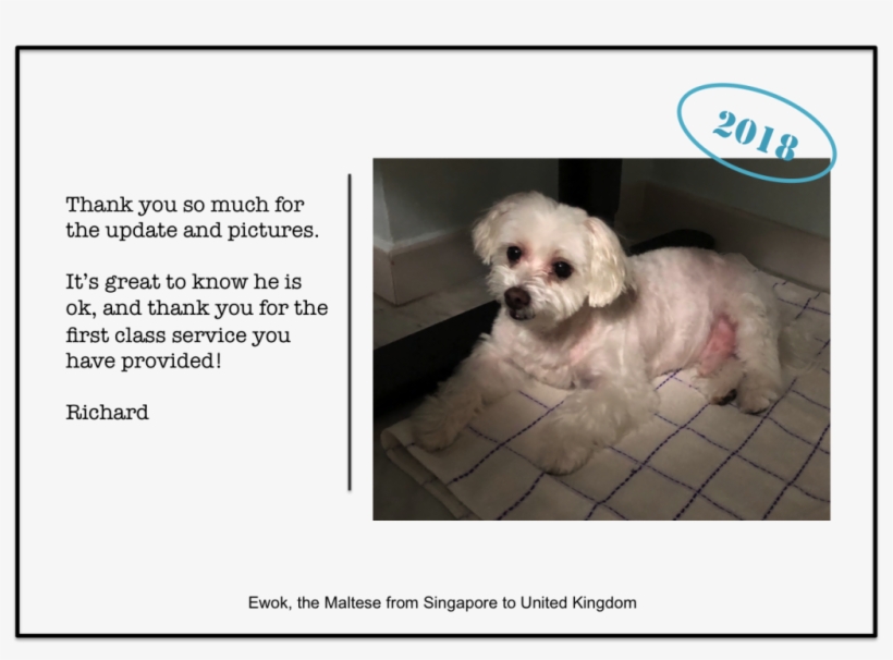 American Cocker Spaniel Dog From Singapore To London - Pet, transparent png download