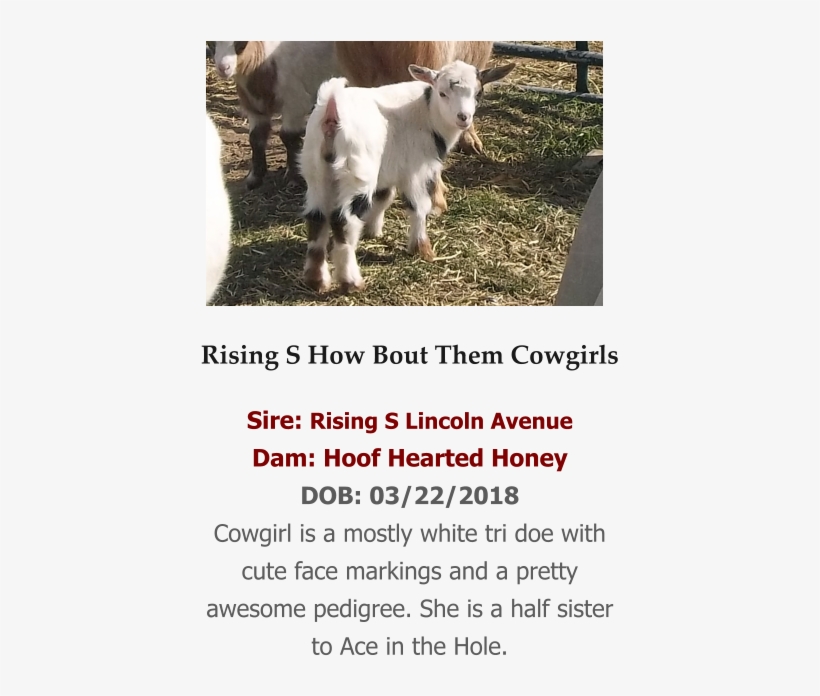 Rising S How Bout Them Cowgirls Sire - Goat, transparent png download