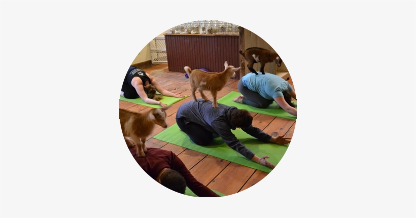 Yoga With Goats @ Jenness Farm - Goat Yoga Los Angeles, transparent png download