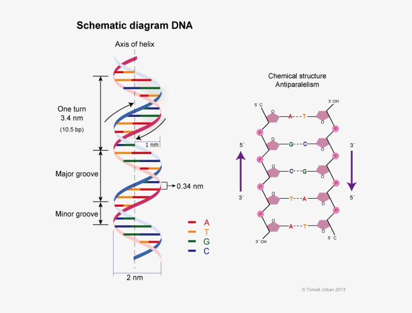 Source - Web2 - Mendelu - Cz Fig - D - N - A Double - Helix Model Of Dna, transparent png download