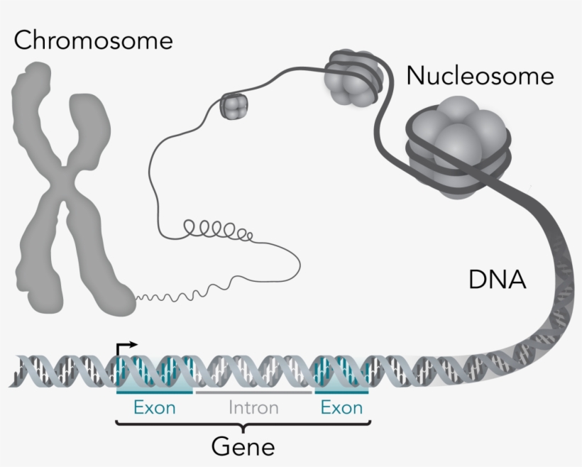 September 29, 2015 By Pete Farley, University Of California, - Genetics Epigenetics, transparent png download