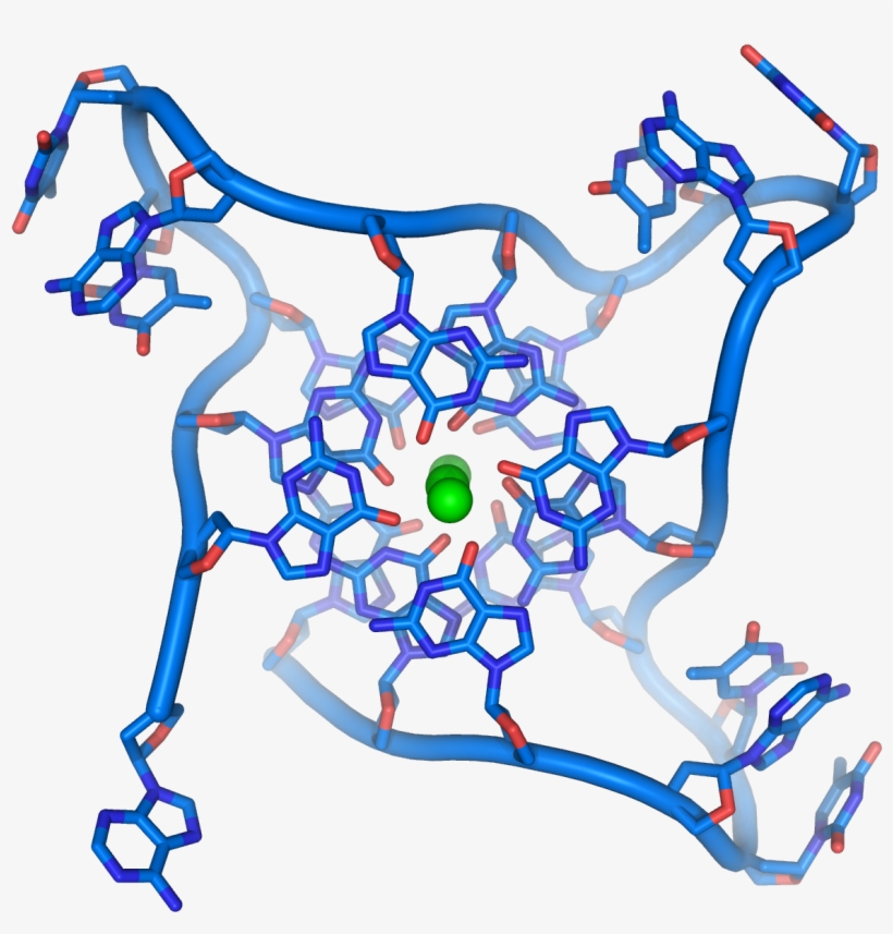 Quadruplex Structures - Quadruplex Structure Of Dna, transparent png download