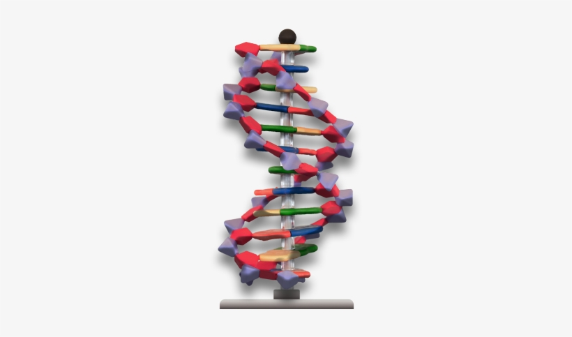 Dna Double Helix - Educational Toy, transparent png download