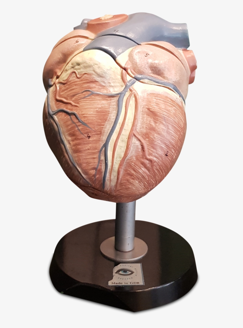 Vintage East German Anatomical Heart Model C - Odd Mountain Oddities, transparent png download