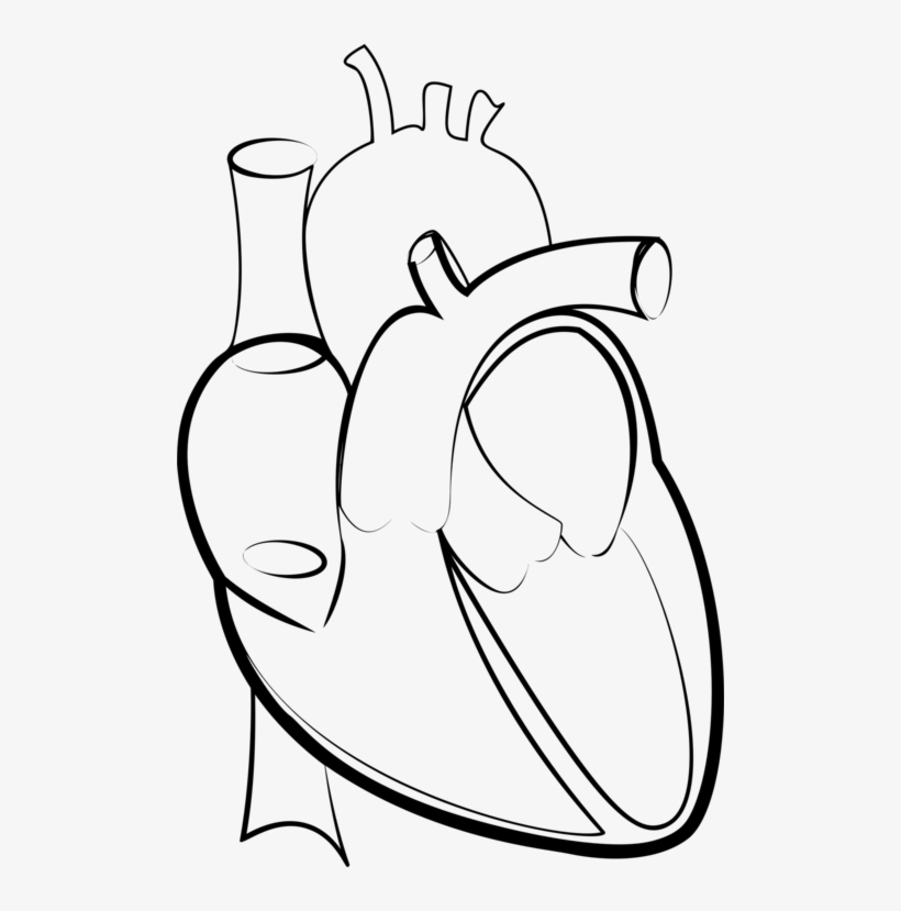 Drawing Line Art Heart Hartlijn - Heart Outline Medical, transparent png download