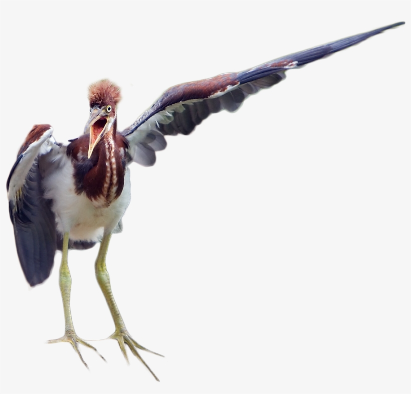 Cutout - Water Bird, transparent png download