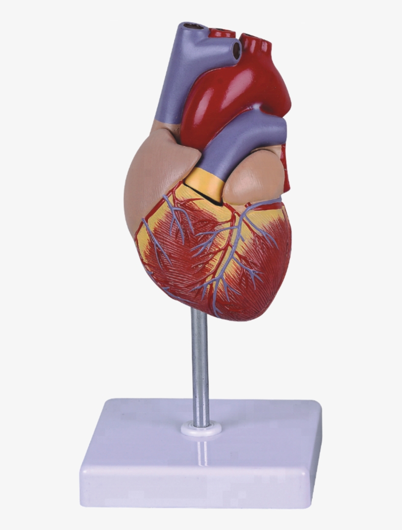 Life Size Human Heart Model For School Teaching - Statue, transparent png download