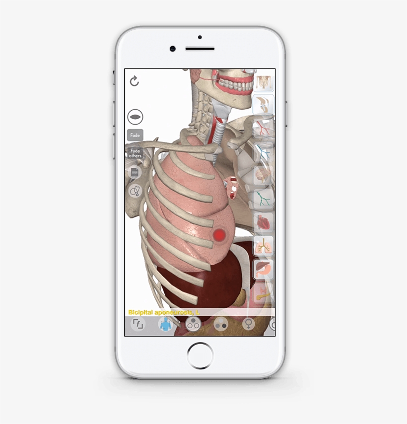 Main Features - Iphone, transparent png download