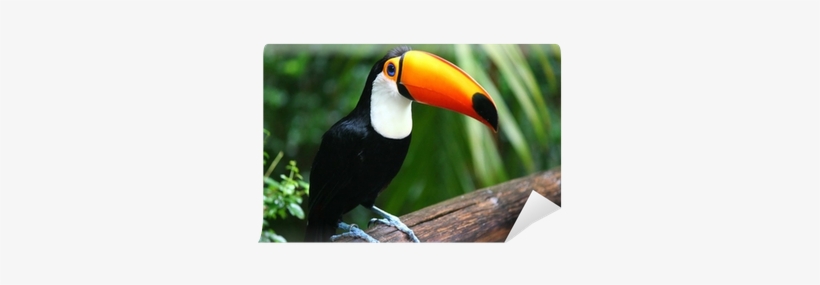 Toucan, transparent png download