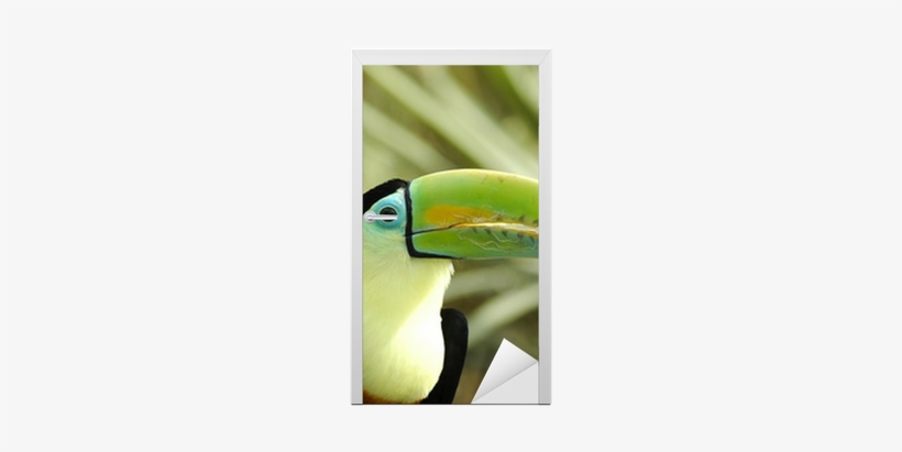 Toucan, transparent png download
