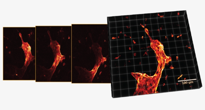 Optical Sectioning Sample - Optical Sectioning, transparent png download