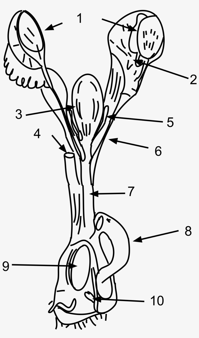 Open - Female Platypus Reproductive System, transparent png download