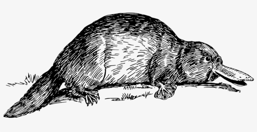 Perry The Platypus Beaver Duck Vertebrate - Platypus Clipart Black And White, transparent png download
