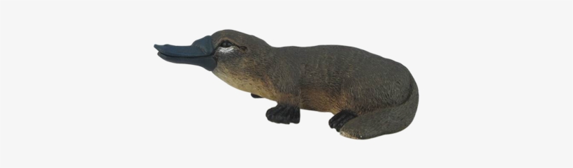 Platypus - North America, transparent png download
